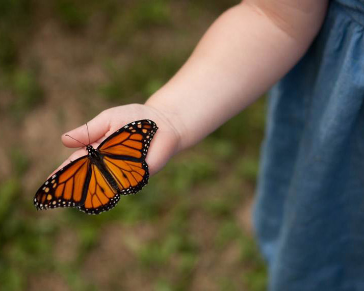 butterfly in girls hand